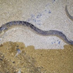 久しぶりの鈴鹿サーフ