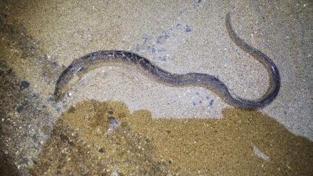 久しぶりの鈴鹿サーフ