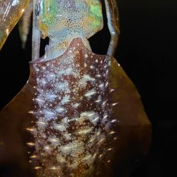 明石エギング釣行