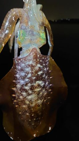 明石エギング釣行