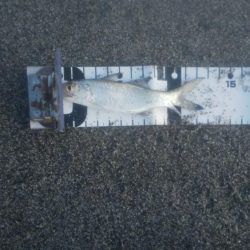 ショアジギでアジ