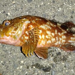 ショアジギ、シーバス、エギング