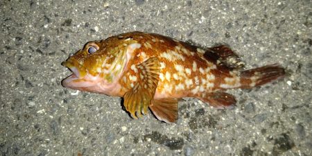 ショアジギ、シーバス、エギング