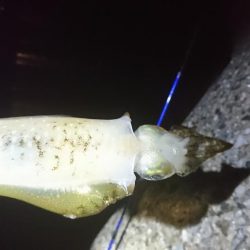 まだコロッケサイズ