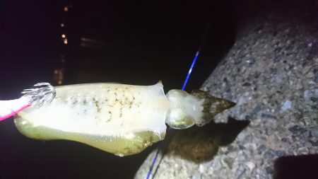 まだコロッケサイズ