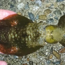 雨の中のアオリイカ