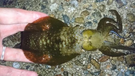 雨の中のアオリイカ