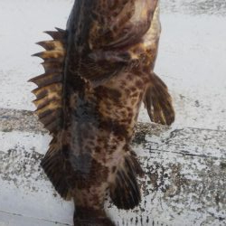 タチウオ2  ガシラ10  タケノコ1  サバ10