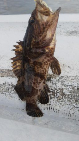 タチウオ2  ガシラ10  タケノコ1  サバ10