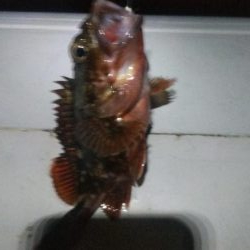 ガシラ3  小サバ2