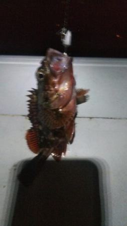 ガシラ3  小サバ2