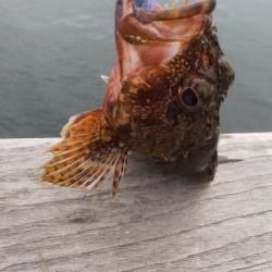 タチウオ2   ガシラ12   中サバ3