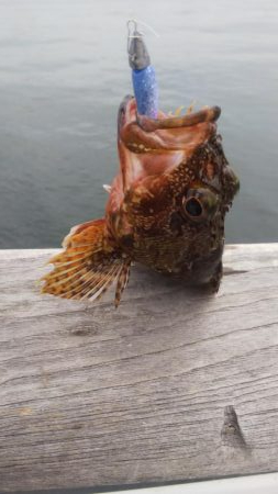 タチウオ2   ガシラ12   中サバ3