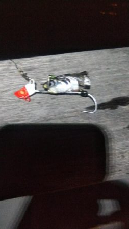 ガシラ20  イワシ5  サバ3