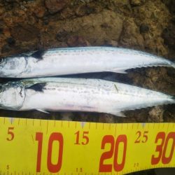 チヌ狙いサヨリ後サゴシ