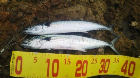 チヌ狙いサヨリ後サゴシ