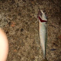 ショアジギング、太刀魚浮き