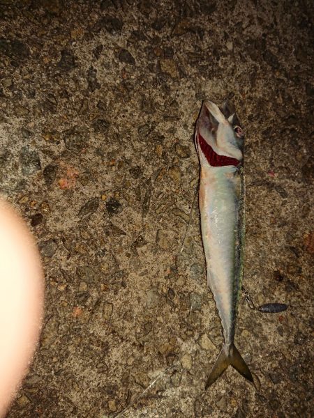 ショアジギング、太刀魚浮き