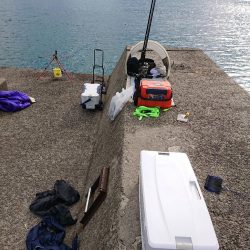 青物狙いのハズが