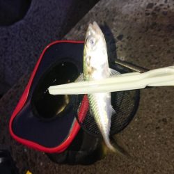 イワシ、サバ、アジ。