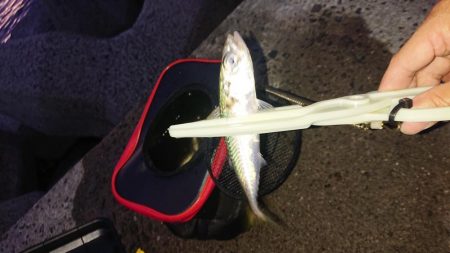 イワシ、サバ、アジ。