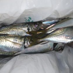 少しサイズアップ?