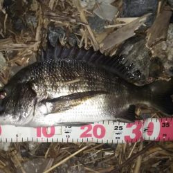 繊細なチニング