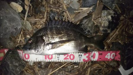 繊細なチニング