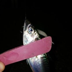 今期初遠征であいつを仕留めたった