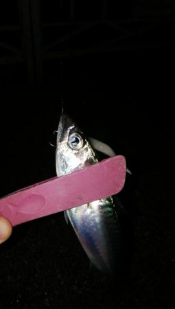 今期初遠征であいつを仕留めたった