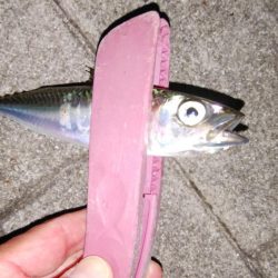 南港タチウオ調査開始