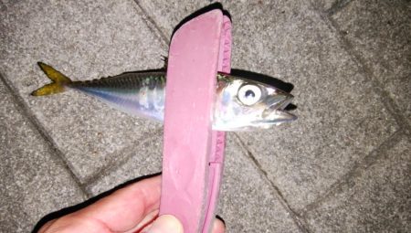 南港タチウオ調査開始