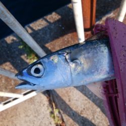 タチウオは不在もサバ祭り