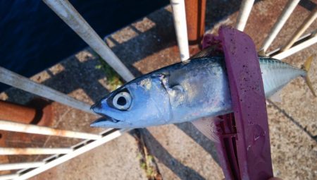 タチウオは不在もサバ祭り