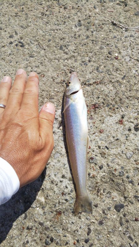 タチウオ&キスリベンジ