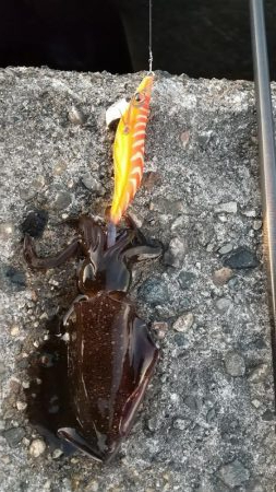 新子エギング！40杯オーバー