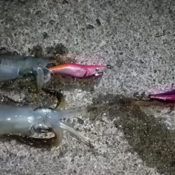 ナイトエギング