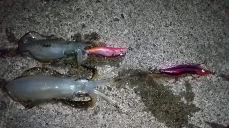 ナイトエギング