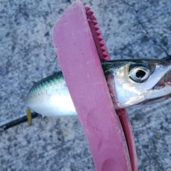 今年もタチウオ遅いな～