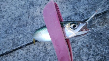 今年もタチウオ遅いな～