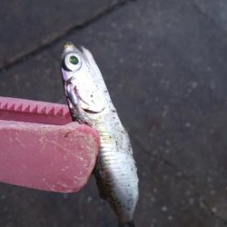 どこもかしこもサバしかおらん