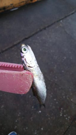 どこもかしこもサバしかおらん