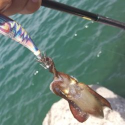 サーフエギングで30杯