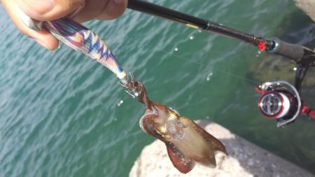 サーフエギングで30杯