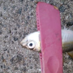 タチウオ調査で真鯛