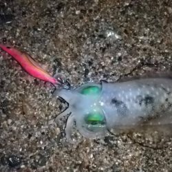 マズメ～ナイトエギングで胴長15cm