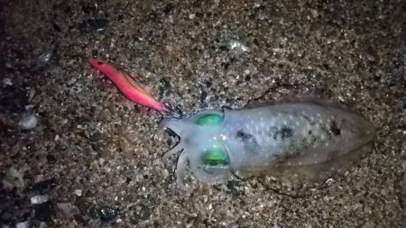 マズメ～ナイトエギングで胴長15cm