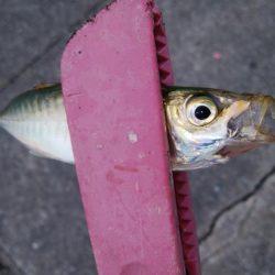 タチウオ調査でイサキ