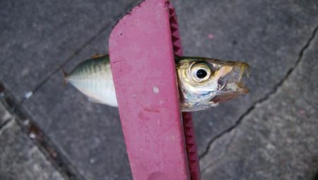 タチウオ調査でイサキ