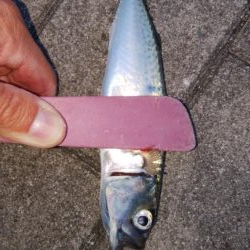 久々のショアジギング